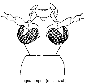 lagria_atripes_k.gif