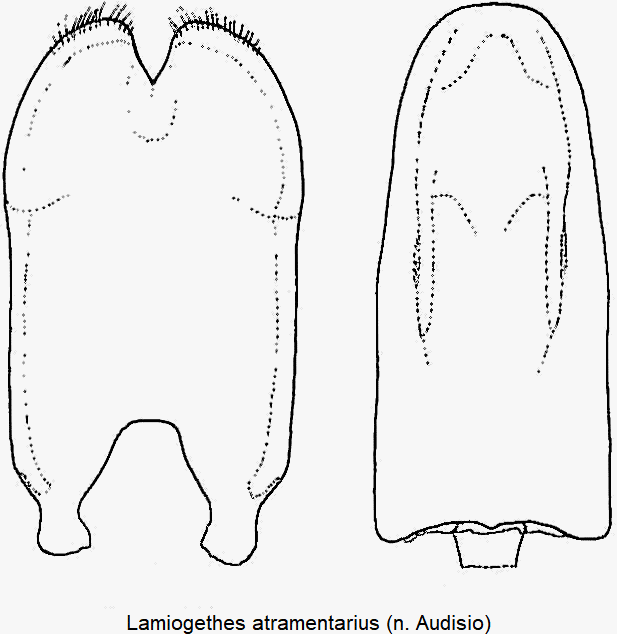 lamiogethes_atramentarius.gif