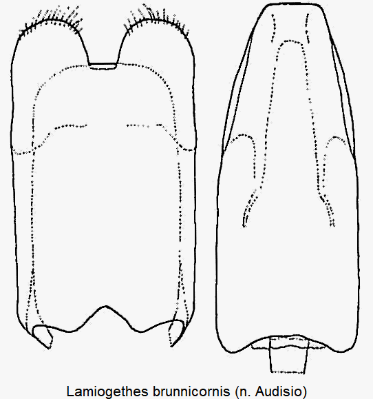lamiogethes_brunnicornis.gif