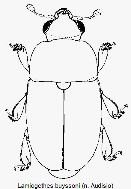 lamiogethes_buyssoni_hab.gif