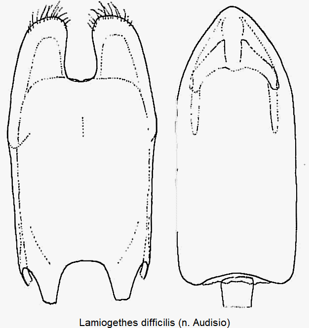 lamiogethes_difficilis.gif