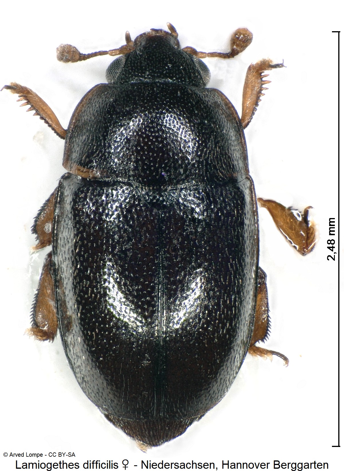 lamiogethes_difficilis_w_ck29680306_hab.jpg