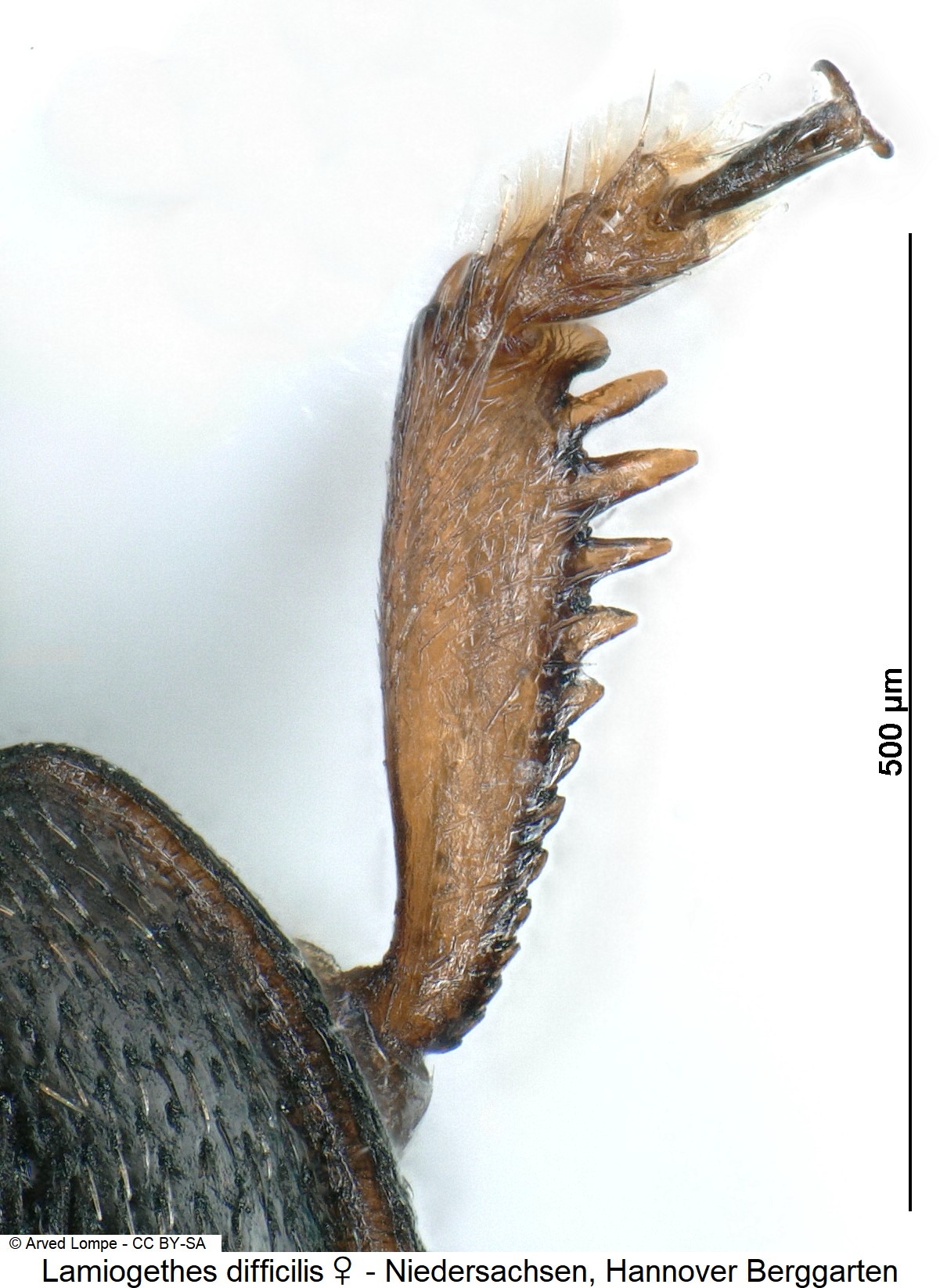 lamiogethes_difficilis_w_ck29680306_vschn.jpg