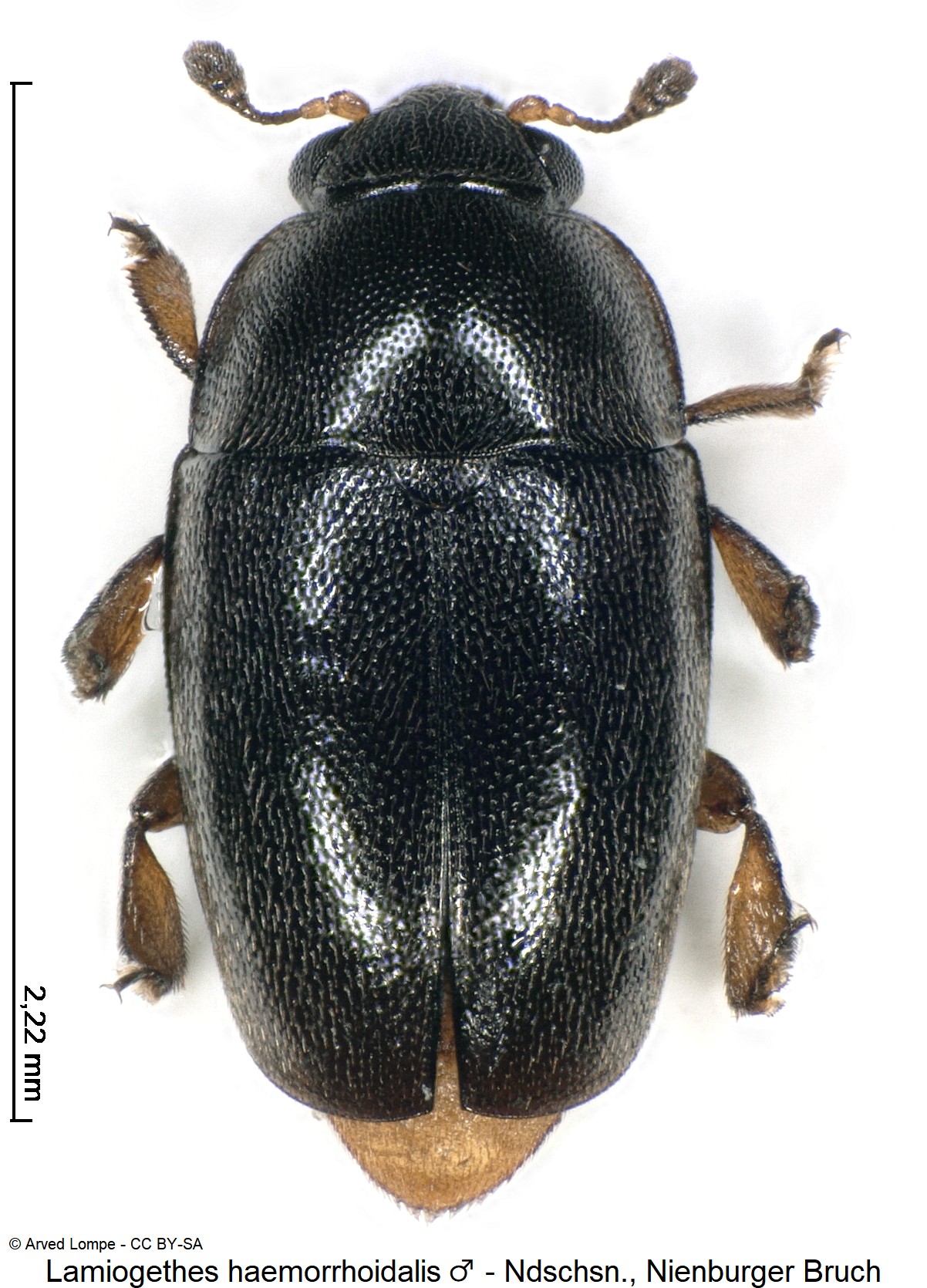 lamiogethes_haemorrhoidalis_m_ck35551172_hab.jpg
