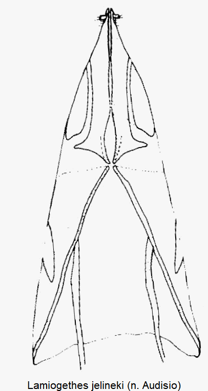 lamiogethes_jelineki_ovi.gif