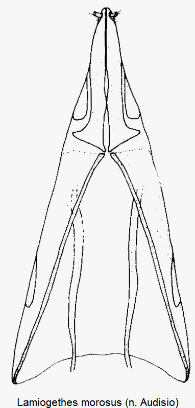 lamiogethes_morosus_ovi.gif