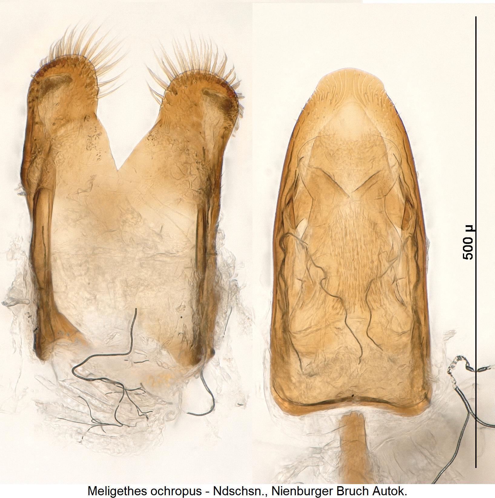 lamiogethes_ochropus.jpg