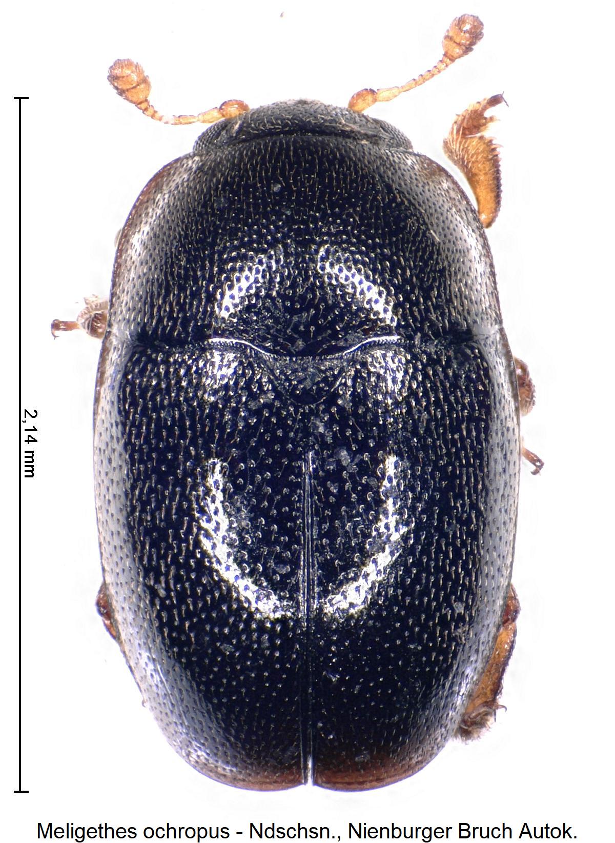 lamiogethes_ochropus_hab.jpg