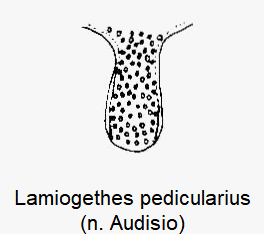 lamiogethes_pedicularius_vbr.gif