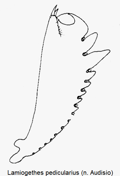 lamiogethes_pedicularius_vschn.gif