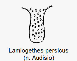 lamiogethes_persicus_vbr.gif