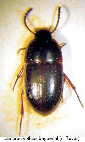 lamprocrypticus_baguenai.jpg