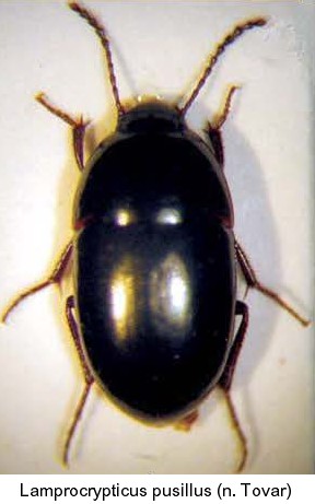 lamprocrypticus_pusillus.jpg