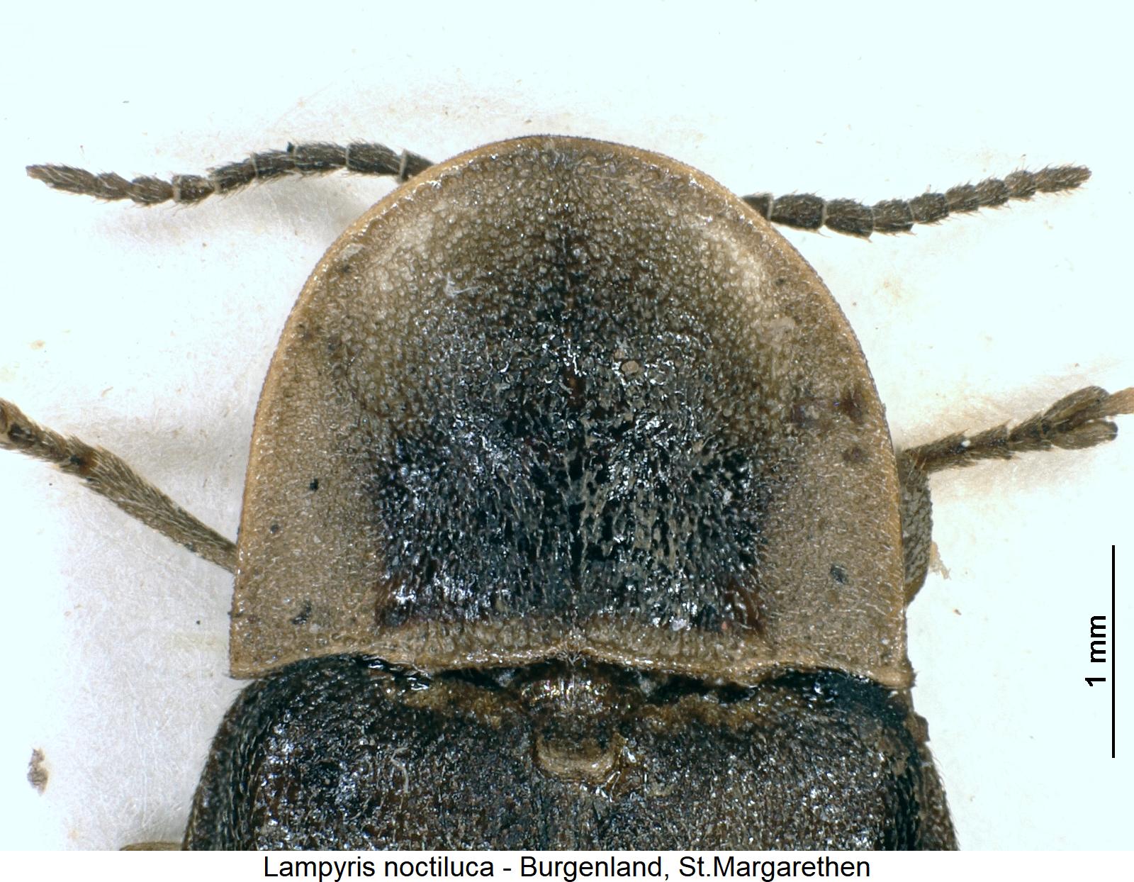 lampyris_noctiluca_vk_a.jpg
