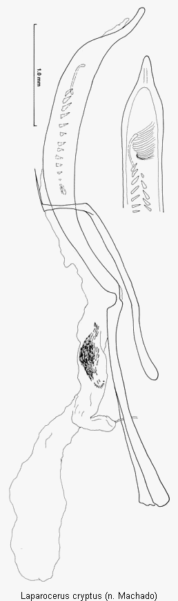 laparocerus_cryptus.gif