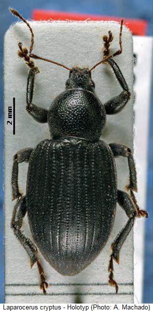 laparocerus_cryptus_hab.jpg