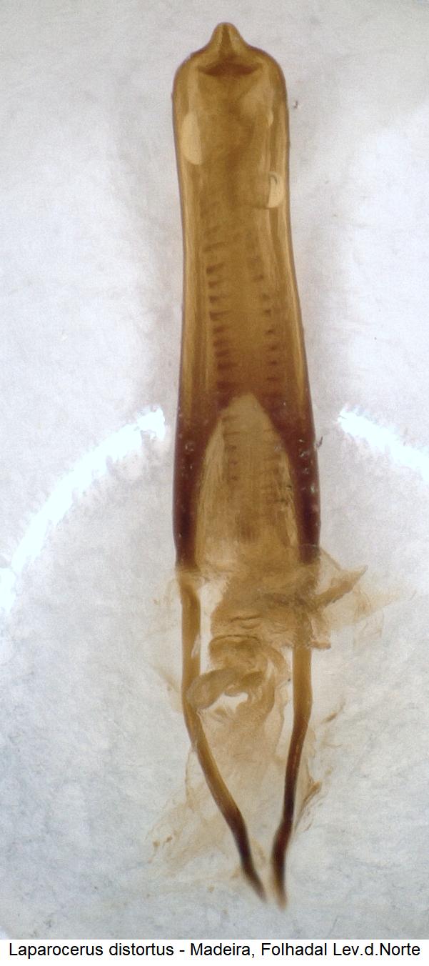 laparocerus_distortus.jpg