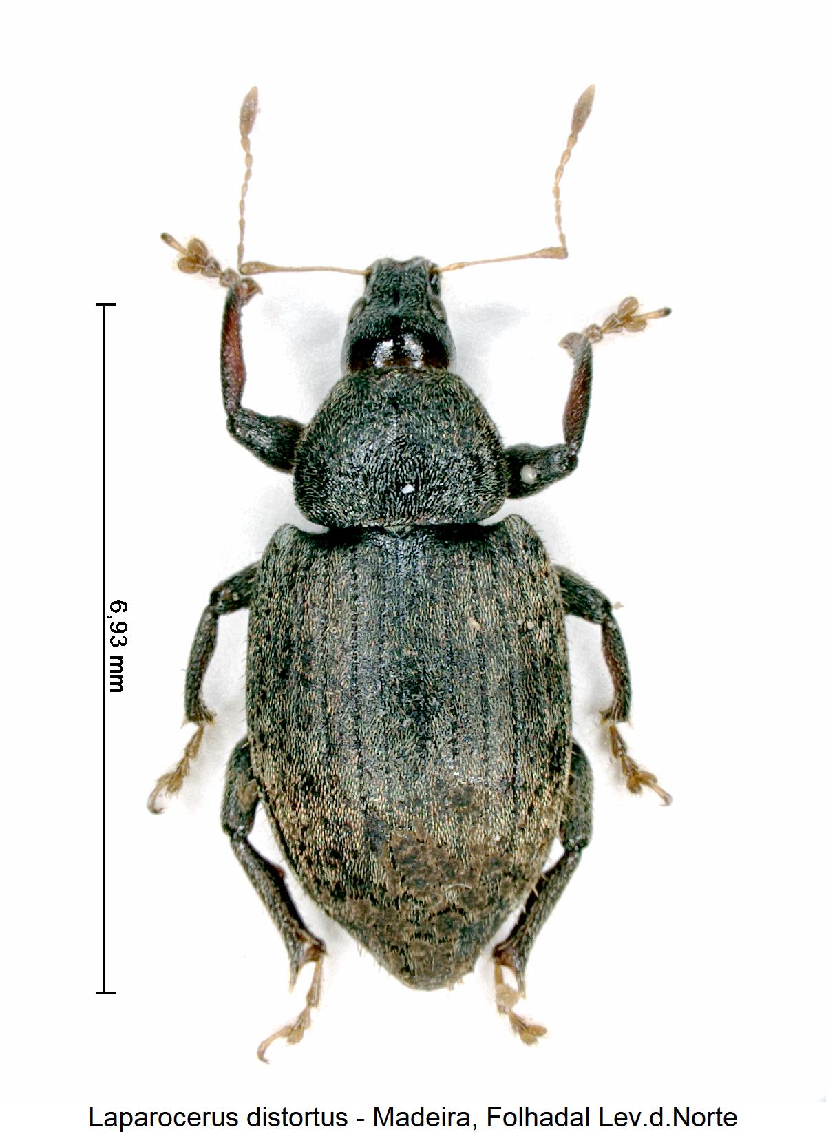 laparocerus_distortus_hab.jpg
