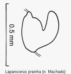 laparocerus_prainha_sperm.gif