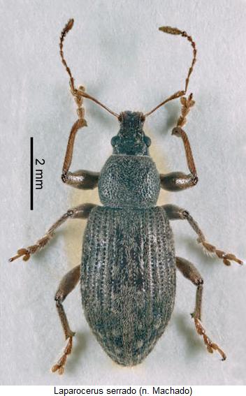 laparocerus_serrado_hab.jpg