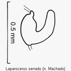laparocerus_serrado_sperm.gif
