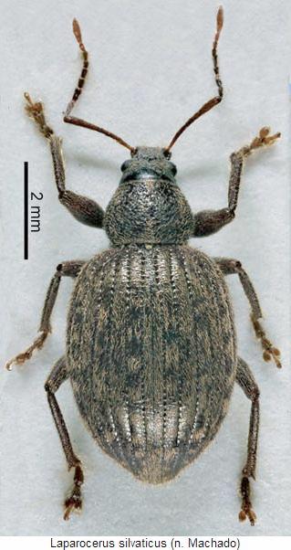 laparocerus_silvaticus_hab.jpg