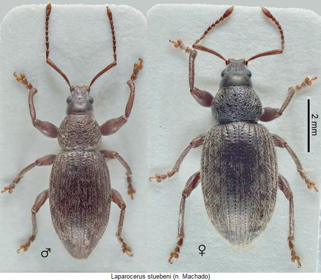 laparocerus_stuebeni_hab.jpg