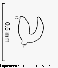 laparocerus_stuebeni_sperm.gif