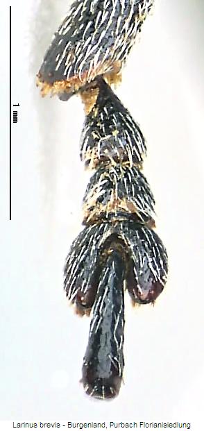 larinus_brevis_htr.jpg