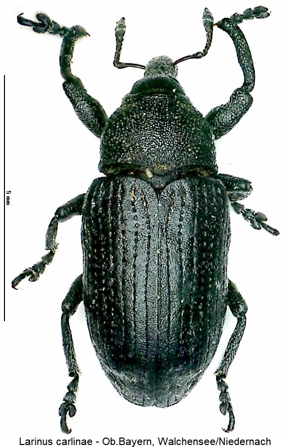 larinus_carlinae_hab.jpg