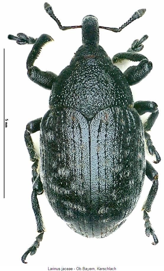larinus_jaceae_hab.jpg