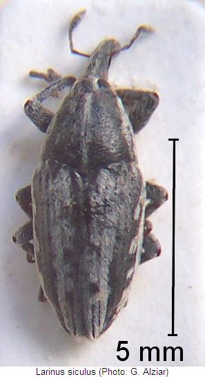 larinus_siculus_hab.jpg