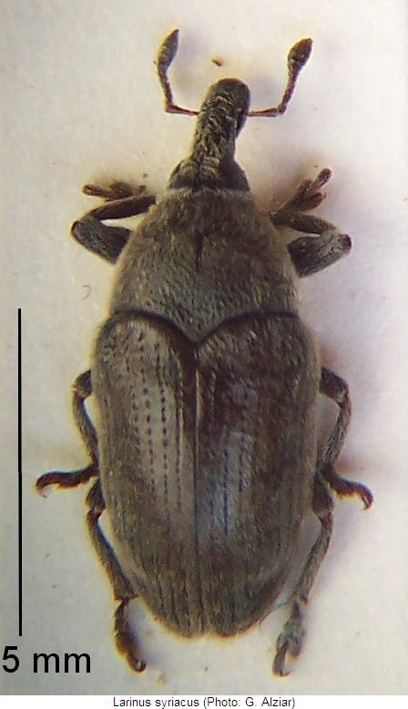 larinus_syriacus_hab.jpg