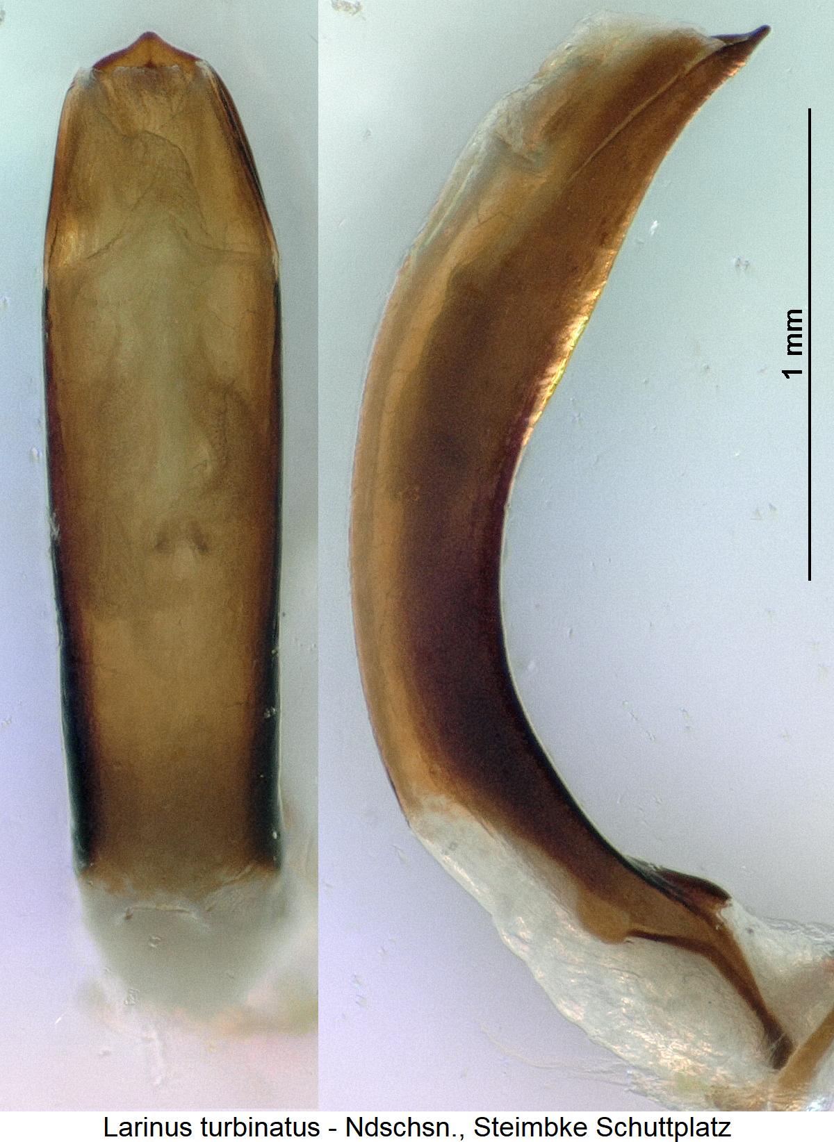 larinus_turbinatus.jpg
