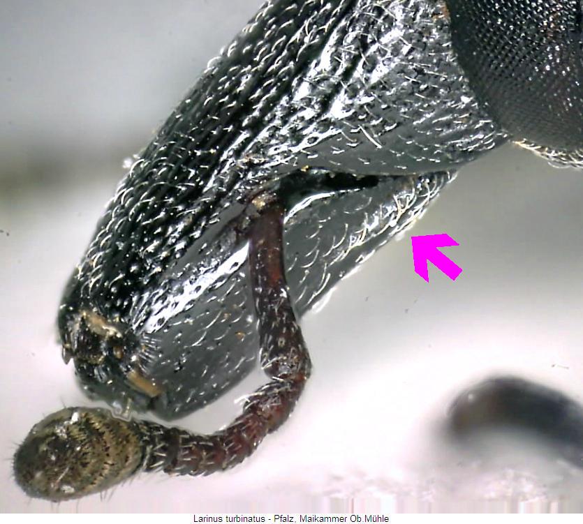 larinus_turbinatus_k.jpg