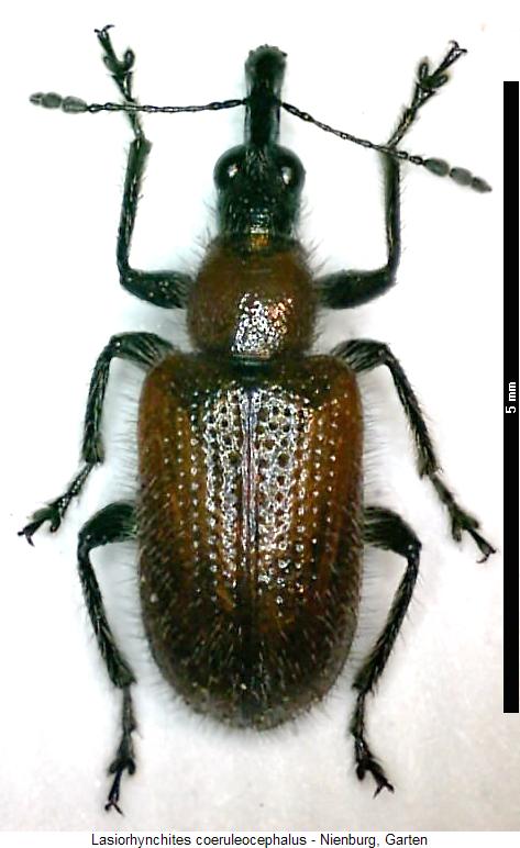 lasiorhynchites_coeruleocephalus_hab.jpg