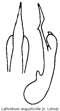 lathrobium_angusticolle.gif
