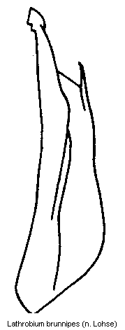 lathrobium_brunnipes.gif