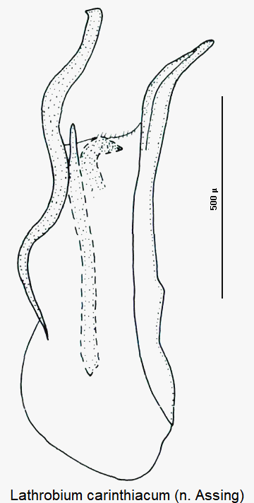 lathrobium_carinthiacum.gif