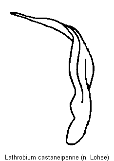 lathrobium_castaneipenne.gif