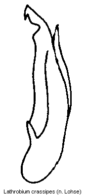 lathrobium_crassipes.gif
