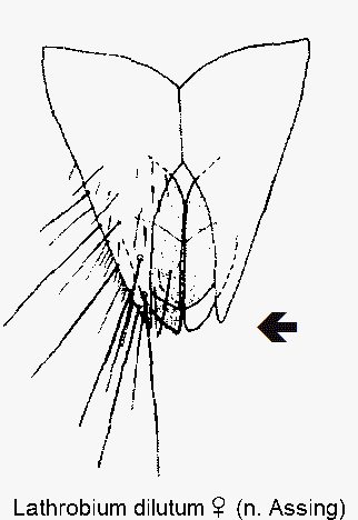 lathrobium_dilutum_w_ter.gif