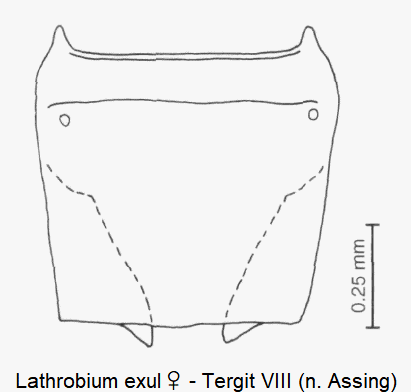lathrobium_exul_w_ter8.gif