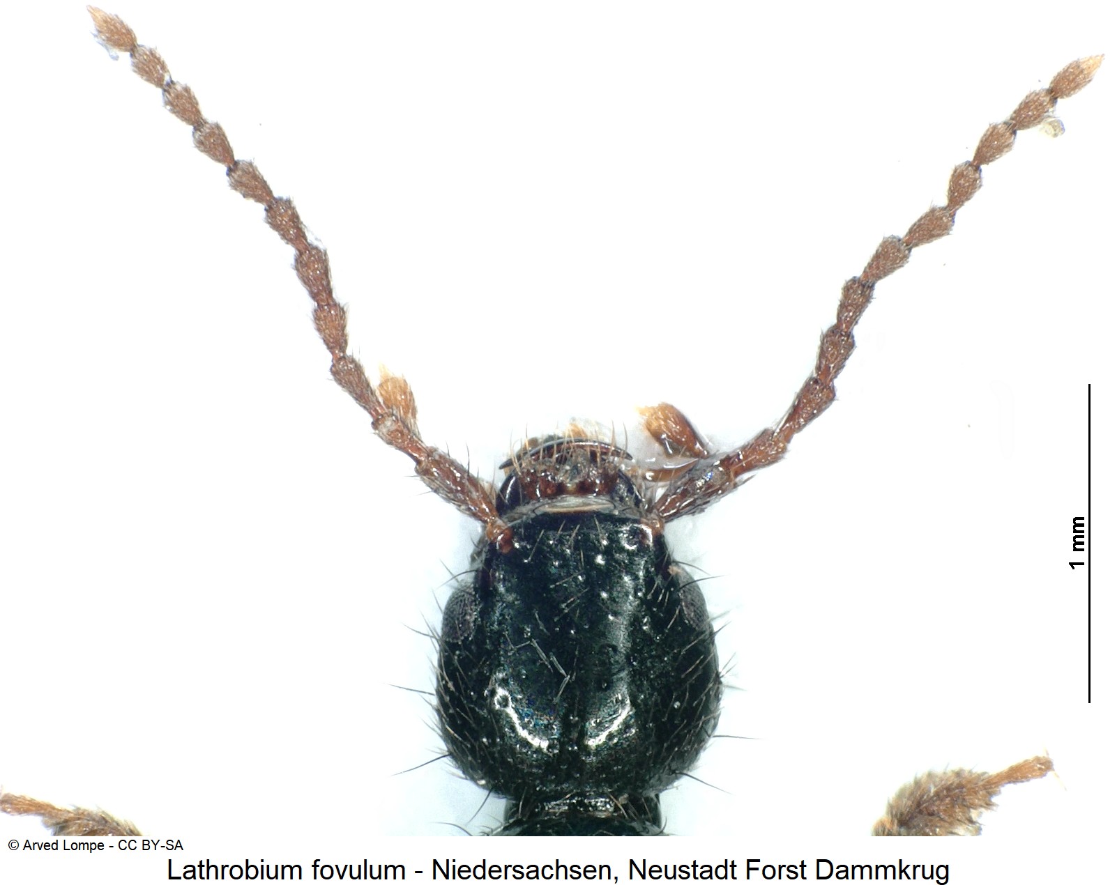 lathrobium_fovulum_ck31528480_k.jpg