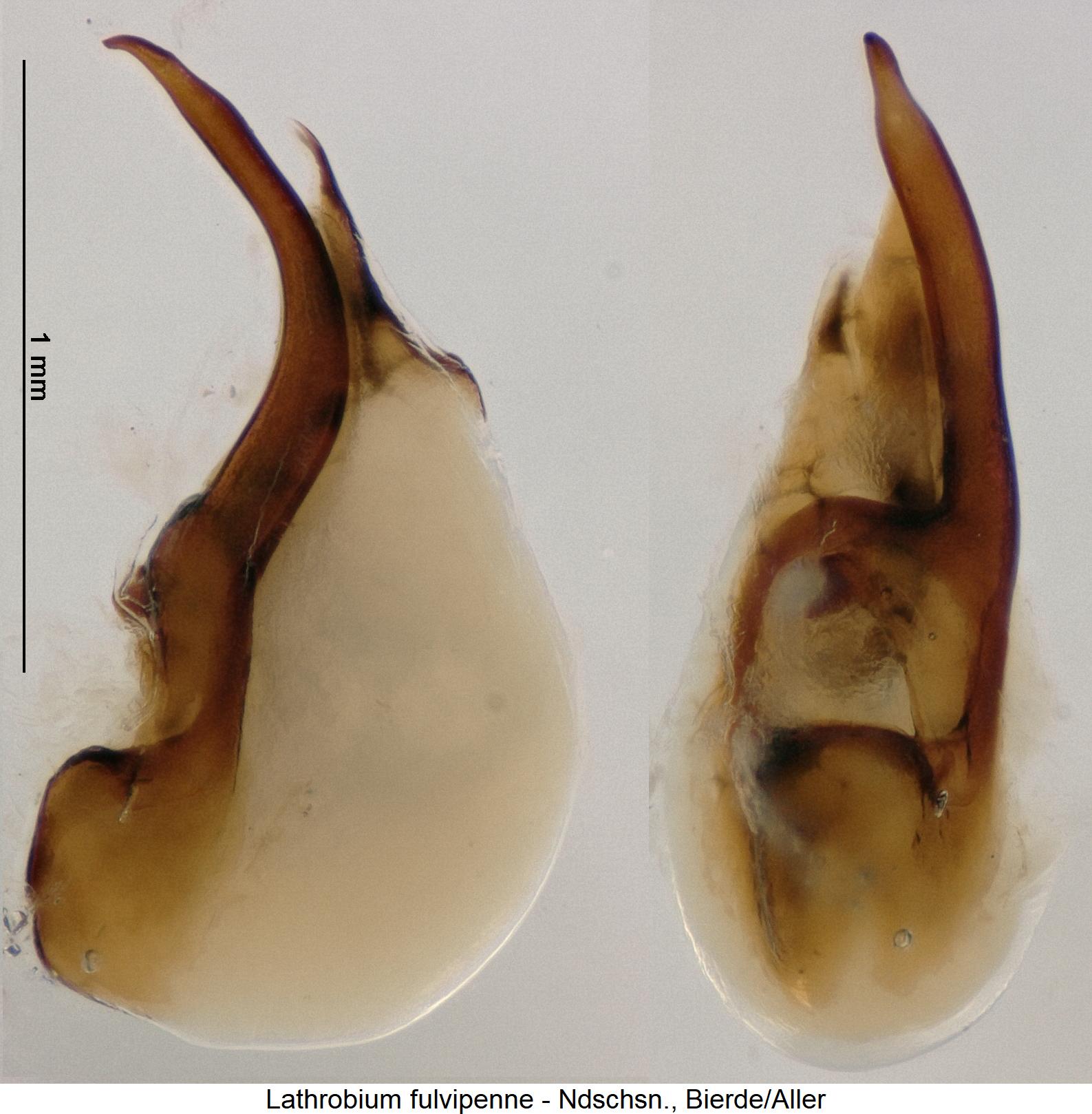 lathrobium_fulvipenne.jpg