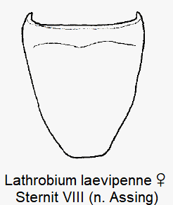 lathrobium_laevipenne_w_ster8.gif