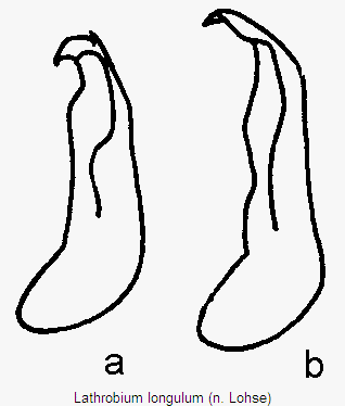 lathrobium_longulum.gif