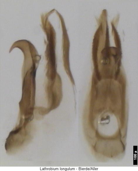 lathrobium_longulum.jpg