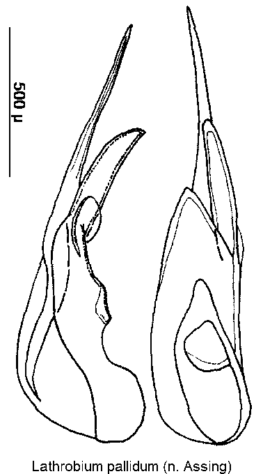 lathrobium_pallidum.gif