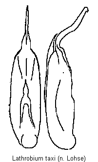 lathrobium_taxi.gif